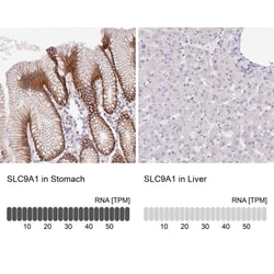 NHE1/SLC9A1 Antibody, Novus Biologicals:Antibodies:Primary Antibodies